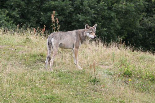 Nytt vargrevir i Östergötland