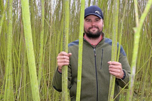 Salix – bättre som vindskydd än som sedelpress