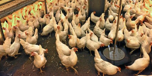 Utskott stöttar utfasning av alla burar