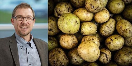 Sökes: 20 000 ton potatis