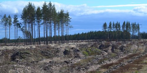 Ja till att publicera avverkningsanmälningar