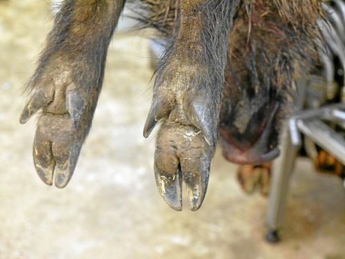 Döda vildsvin hittade på parkering