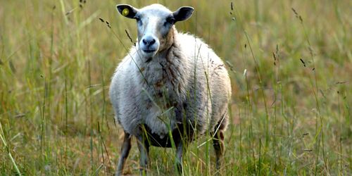 Svartslakten ökar när kraven hårdnar