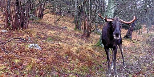 Nya precisare mål ska minska älgskadorna