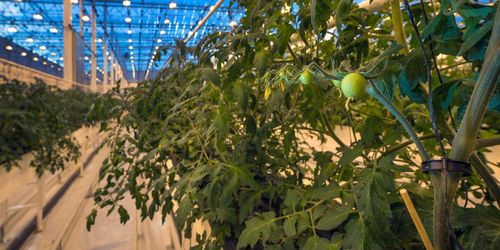 Rejält ökad omsättning för Peckas naturodlingar