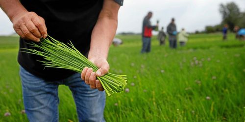 Så tar du hand om oerfaren arbetskraft
