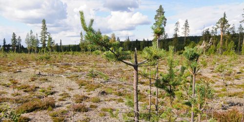 Dålig ungskog sänker tillväxten i norr