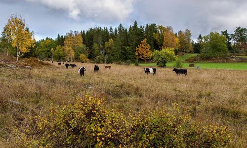 ”Använd nedlagd jordbruksmark bättre”