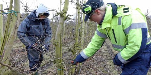 ATL TV: Ingen vintervila i äppelodlingen
