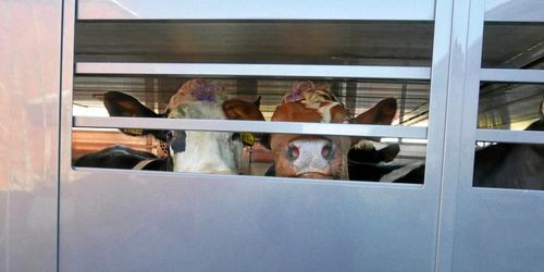 Krav på stopp för långa djurtransporter