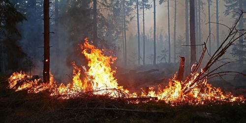Experten: Skogsägare kan bli bättre på brandskydd