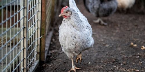 Värmen bromsar fågelinfluensan