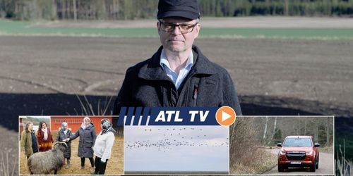 ATL TV: Många vill skyddsjaga gäss