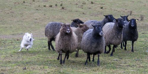 Flisa har full koll på fåren