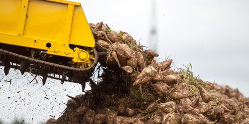 Franska odlare får dispens för neonikotinoider