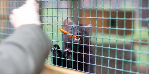 Danska minkfarmare på väg över sundet