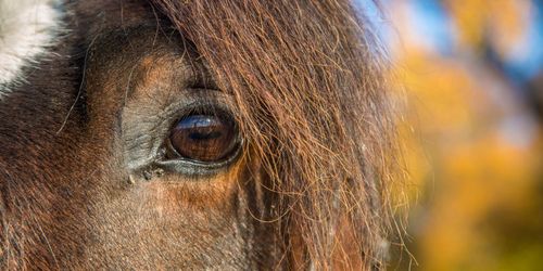 Ny häst bärare av sjukdomen WFFS