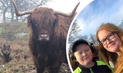 Vildsvinskultingen Pumba har hittat ett nytt hem