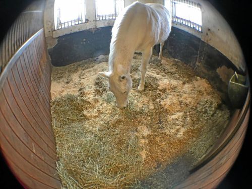 Nya kameran övervakar hästen