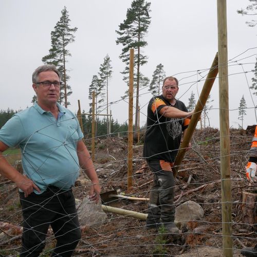 ATL TV: Bygger hägn för att stoppa älgarna