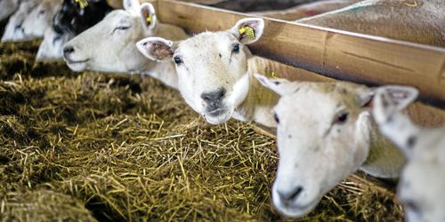 Tangará nya ägare om farmens framtid