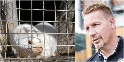 Tidigare VD tillbaka på Svensk Mink trots aktivisthot