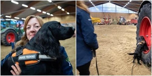 Här får hunden lära sig leta skadegörare