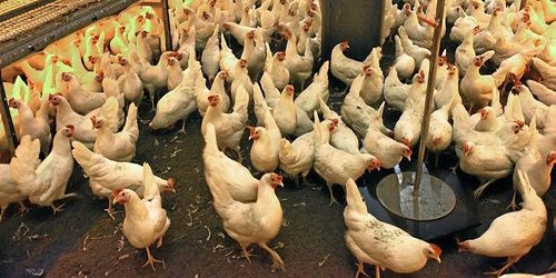 Tjeckien förbjuder inredda burar för värphöns