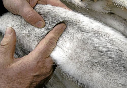 Minkfarmare misshandlad