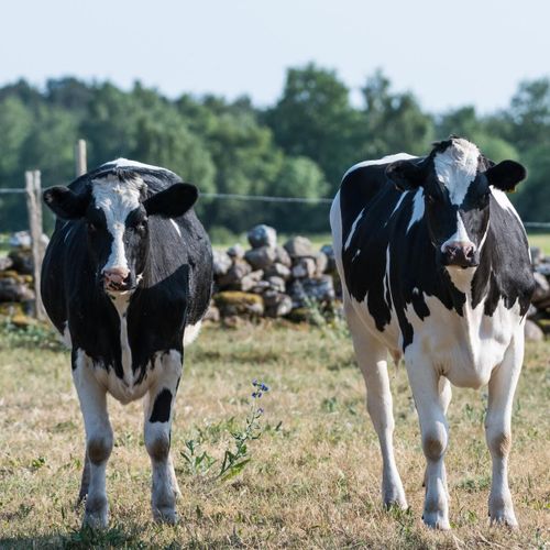 ”Svenska kors metanutsläpp inget klimatproblem”