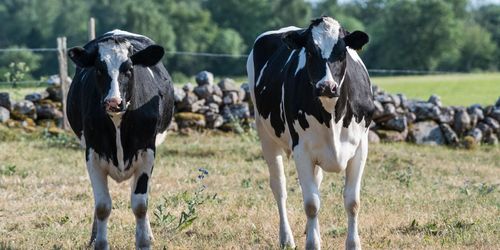 ”Svenska kors metanutsläpp inget klimatproblem”