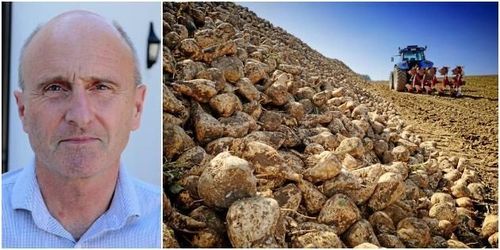 Årets betkampanj kan slå sockerrekord