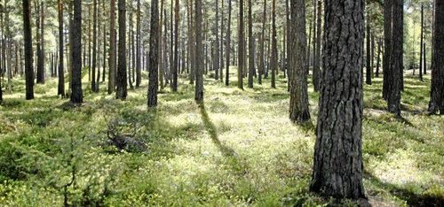 Viktigt med träd i städer