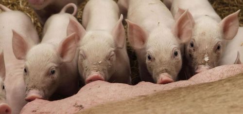 JO-anmäls för grisförslag