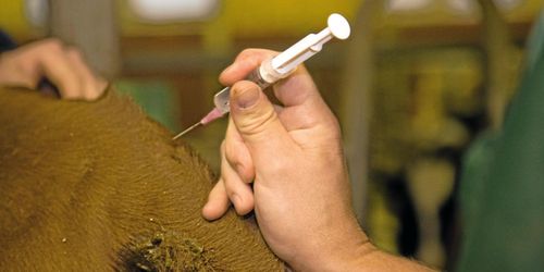 Riksrevisionen granskar distriktsveterinärerna