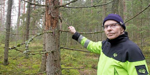 Han varnar för sextandad barkborre