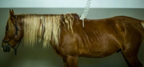 Metadon effektivt även till häst