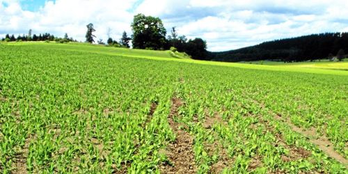 ”Svenska lantbrukare missar en bra affär”