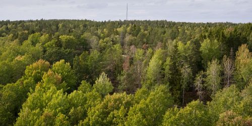 ”Måtte inte kortsiktiga beslut försvåra skogsbruket”