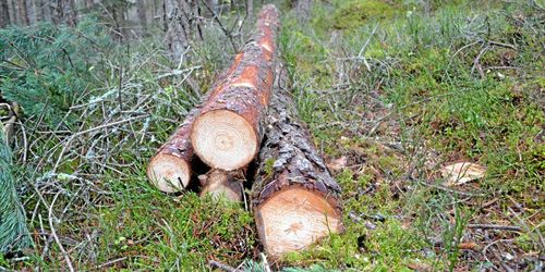 Mellanskog: ”Visst finns utmaningar med marknaden”