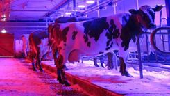 Studie: Påverkas kor av färgen på LED-ljus?