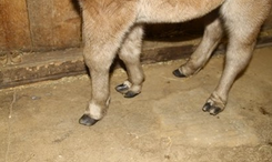 Shetlandsponnyn hade en extrem variant av polydaktyli.