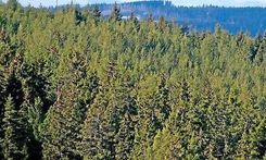 Toppbetyg för Stora Enso