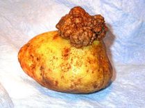 Här har potatiskräftan slagit till