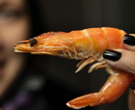 Räkodlingen vid Findus anläggning har nu försatts i konkurs.