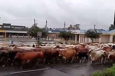 Tusentals djur i nöd efter stormen Harvey