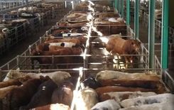 Tjuren löpte amok på en Clare marts boskapsauktioner.