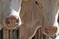 Kviga trampade baby i huvudet