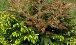 Importerad gran kan vara tickande bomb