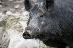 Fastighetsmagnat satsar miljonbelopp på vilthägn